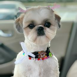 Flame - Shih Tzu
