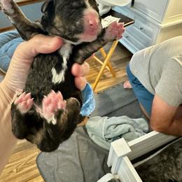 Black tri - Tri-color male Bernedoodle puppy in Holt, Missouri from Mindys Doodles