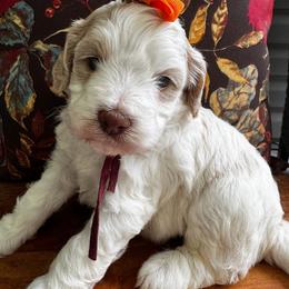 Mead - Caramel cream female Labradoodle puppy in Camden, North Carolina from Oopsie Doodles of NC