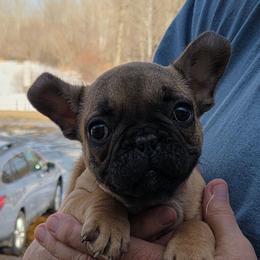 Carson - Fawn male French Bulldog puppy in Solway, Minnesota from PcFrenchies