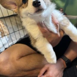 Pembroke Welsh Corgi Puppies from Delaney’s Corgis
