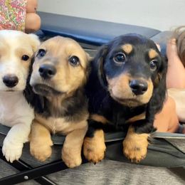Dachshund Puppies from Hidden Oaks Dachshunds