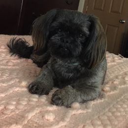 Maisie - Shih Tzu