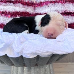 Old English Sheepdog and Sheepadoodle Puppies from Desert Sheepies&Doodles