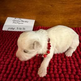 Houston - Parti male Maltipoo puppy in Lawrenceburg, Tennessee from LUV Poodles and Maltipoos