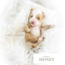H O N E Y - Red  female Goldendoodle puppy in Cedar City, Utah from Cedar Doodles- Home of the Teddybear Goldendoodle