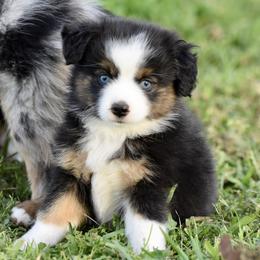 Miniature American Shepherd, Miniature Australian Shepherd, and Toy Australian Shepherd Puppies from Shooting Stars Ranch Toy and Mini Aussies