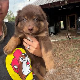 Chewy - Red tri-color male Australian Shepherd puppy in Frostproof, Florida from Central Florida Australian Shepherds