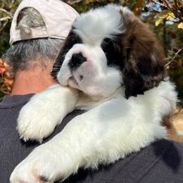 Grey Collar - Mahogany and white female Saint Bernard puppy in Double Springs, Alabama from St Bernard Kingdom, LLC