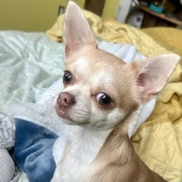 Lollipop - Chihuahua