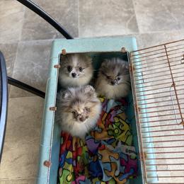 Blue merle parti - Blue merle male Pomeranian puppy in Kentucky from Em&M Pomeranians