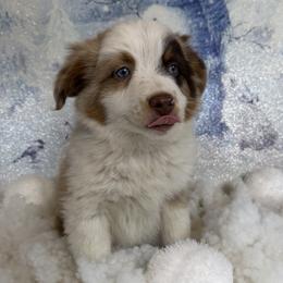 Purple - Red merle female Miniature Australian Shepherd puppy in Cedar Creek, Texas from Rowdy Ranch Tx