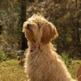 Sophie  - Cavapoo