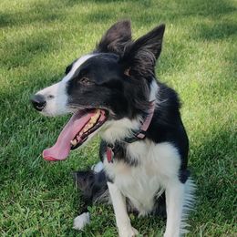 Bella - Border Collie