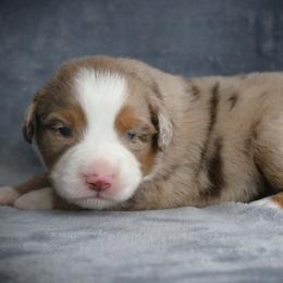 Grace - Red merle female Miniature Australian Shepherd puppy in Menomonee Falls, Wisconsin from Hunt N Oaks