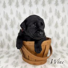 Female - Black female Labrador Retriever puppy in Sherrard, Illinois from Gochee Labs