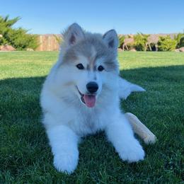 Siberian Husky Puppies from Hill Top Huskies
