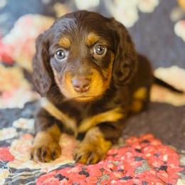VIOLET - Chocolate and tan female Dachshund puppy in Holtwood, Pennsylvania from Holly Hill Dachshunds