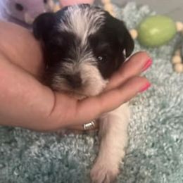 Miniature Schnauzers from Rocking J Pups