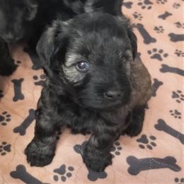 Boy 3 - Salt and pepper Miniature Schnauzer puppy in Kannapolis, North Carolina from Schnauzer Affinity