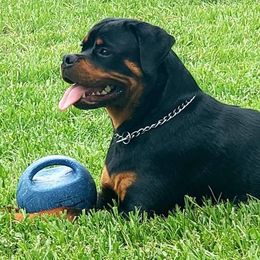 Rottweiler Puppies from Bronx Von Bridges Rottweilers