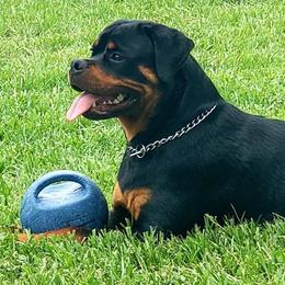 Rottweiler Puppies from Bronx Von Bridges Rottweilers
