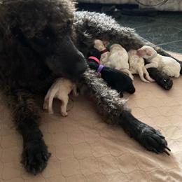 Bordoodle and Labradoodle Puppies from Howdy Doodles
