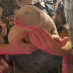 Boy1 - White male Dogo Argentino puppy in Morgan Hill, Pennsylvania from De la Fuerza De Dios