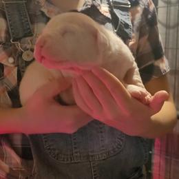 Boy1 - White male Dogo Argentino puppy in Morgan Hill, Pennsylvania from De la Fuerza De Dios