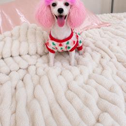 Doodle Bug - Poodle