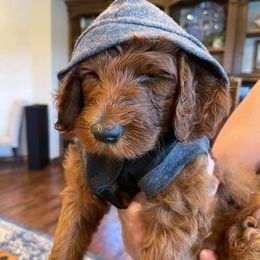 Goldendoodles from Tx Red Doodles