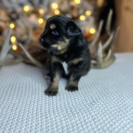 Miniature Australian Shepherd Puppies from Quartz Creek Aussies