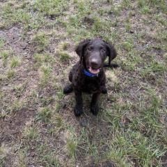 Curly-Coated Retriever Puppies from Betacoil Curly Coated Retrievers