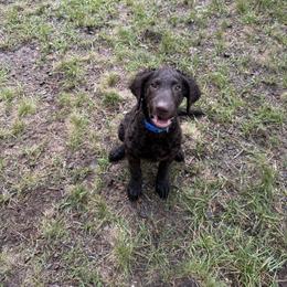 Curly-Coated Retriever Puppies from Betacoil Curly Coated Retrievers