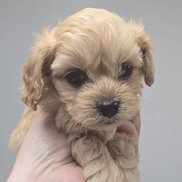 Boy 3 - Red male Cavapoo puppy in Conklin, Michigan from Lake Michigan Couture Cavapoos & Cockapoos