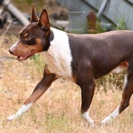 Shades - Rat Terrier