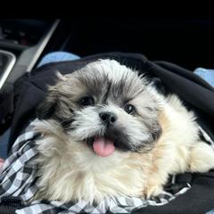 Goldendoodle and Mal-Shi Puppies from Courtney Nicole's Goldendoodles