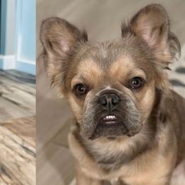 Jax - French Bulldog