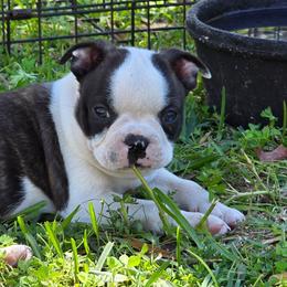 Ready 24 March Ace - Brindle and white male Boston Terrier puppy in Brooksville, Florida from I Love Pups