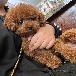 Betty - Poodle