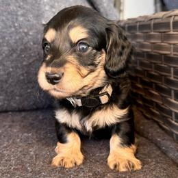 Milo - grey collar - Black and cream male Dachshund puppy in North Auburn, California from Northern Doxie