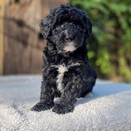 Elara - Black tri-color female Aussiedoodle puppy in Centreville, Mississippi from Trin's Designer Doodles