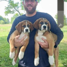 Companion Cross and Saint Bernard Puppies from Coleman Saint Bernards of Ohio