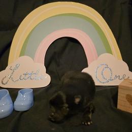 Coal - Wolf sable male Pomeranian puppy in Sanford, Florida from Serena's Poms