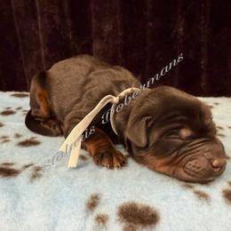 Gray collar - Black and rust female Doberman Pinscher puppy in North Judson, Indiana from Stalaris Dobermans