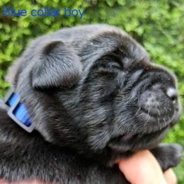 Blue collar - Black male Labrador Retriever puppy in Fombell, Pennsylvania from Rebellion Labradors