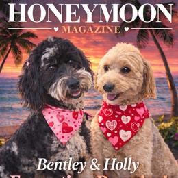 Holly - Goldendoodle