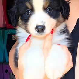 Bayou - Black tri male Miniature American Shepherd puppy in Vivian, Louisiana from Jem Miniature American Shepherds