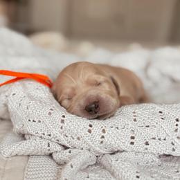 June - Red  female Goldendoodle puppy in Maricopa, Arizona from Desert Ridge Doodles