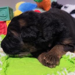 Wilder - Blue Collar - Black and red male German Shepherd puppy in Charlotte, North Carolina from Zuflucht K9s